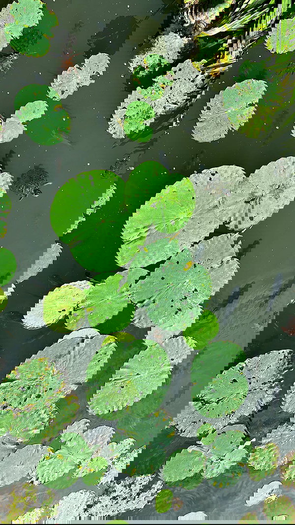 sapir_shemer sapir_shemer archive image