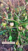 sarah.anne.dipity Altpins Profile Picture