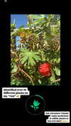 sarah.anne.dipity Altpins Profile Picture