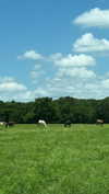 sarah.anne.dipity Altpins Profile Picture