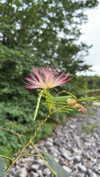 sarah.anne.dipity Altpins Profile Picture