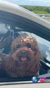 scarwarslol Altpins Profile Picture