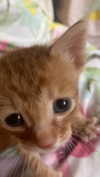 schnuckell Altpins Profile Picture