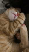 schnuckell Altpins Profile Picture