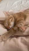 schnuckell Altpins Profile Picture