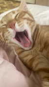schnuckell Altpins Profile Picture