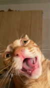 schnuckell Altpins Profile Picture