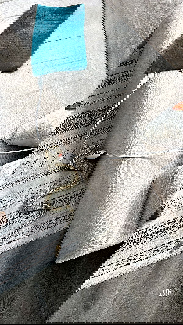 sedonaskyxo sedonaskyxo archive image