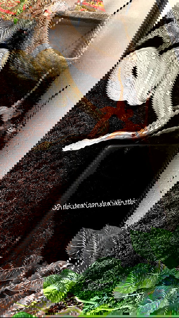 sedonaskyxo sedonaskyxo archive image