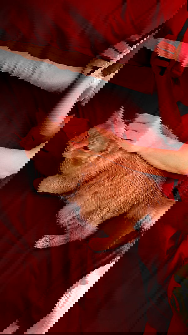 sedonaskyxo sedonaskyxo archive image