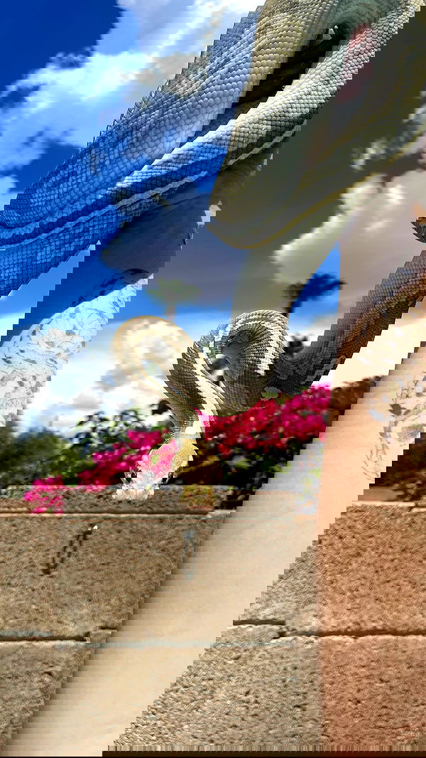 sedonaskyxo sedonaskyxo archive image