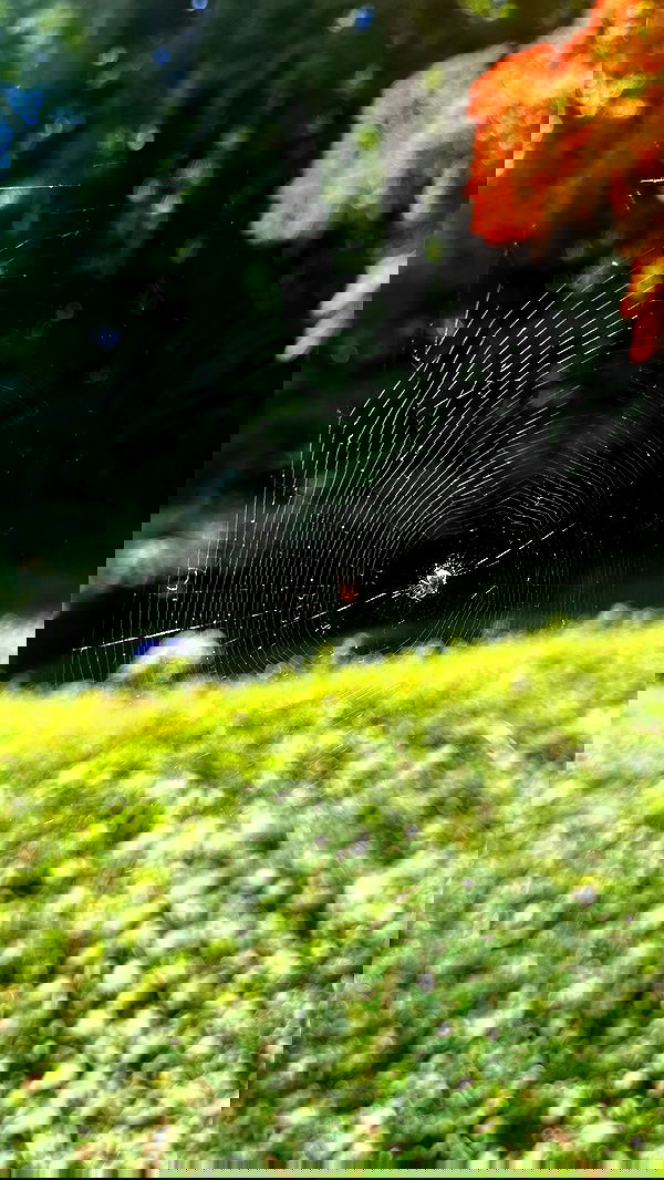 sedonaskyxo sedonaskyxo archive image