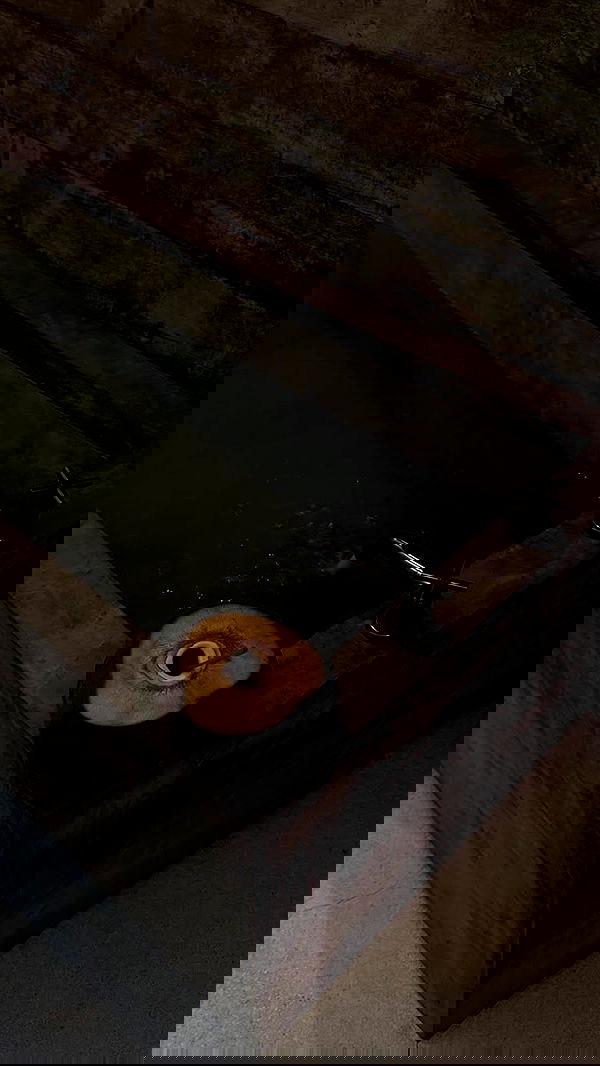 sedonaskyxo sedonaskyxo archive image