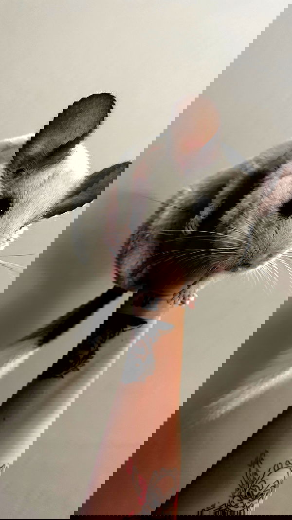 sedonaskyxo sedonaskyxo archive image