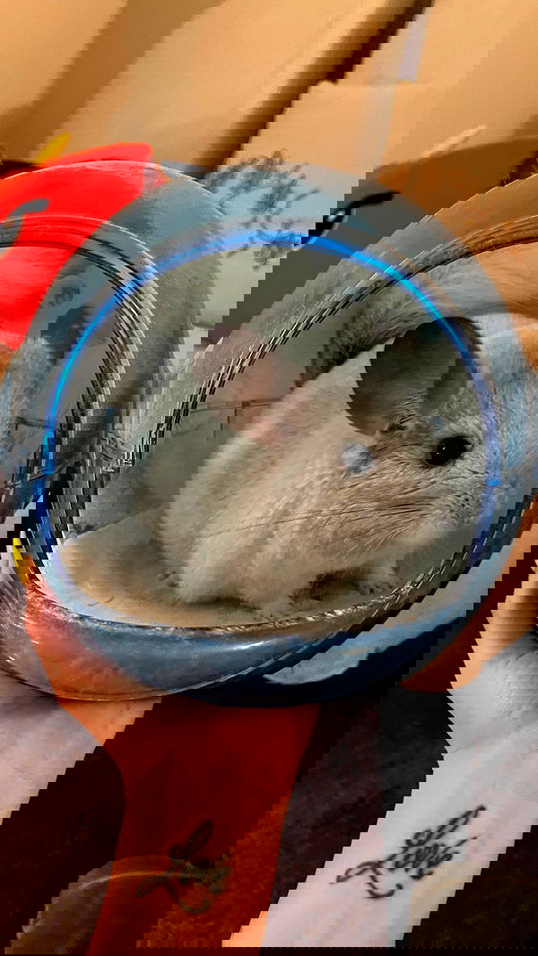 sedonaskyxo sedonaskyxo archive image