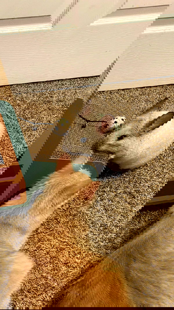 sedonaskyxo sedonaskyxo archive image