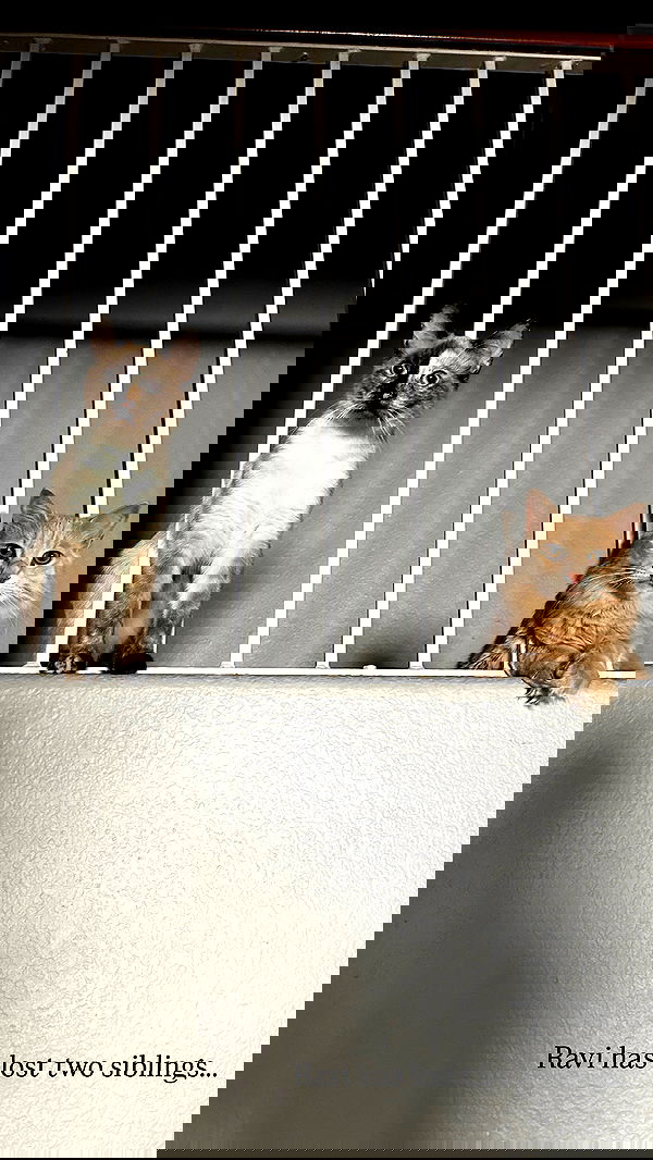 sedonaskyxo sedonaskyxo archive image