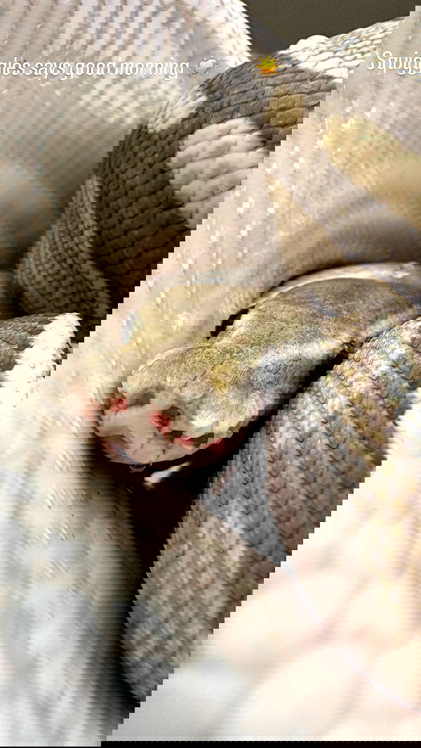 sedonaskyxo sedonaskyxo archive image