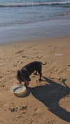 shai_korenn Altpins Profile Picture