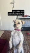 shaipearlman Altpins Profile Picture