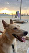 shaipeleg Altpins Profile Picture