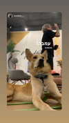 shaipeleg Altpins Profile Picture
