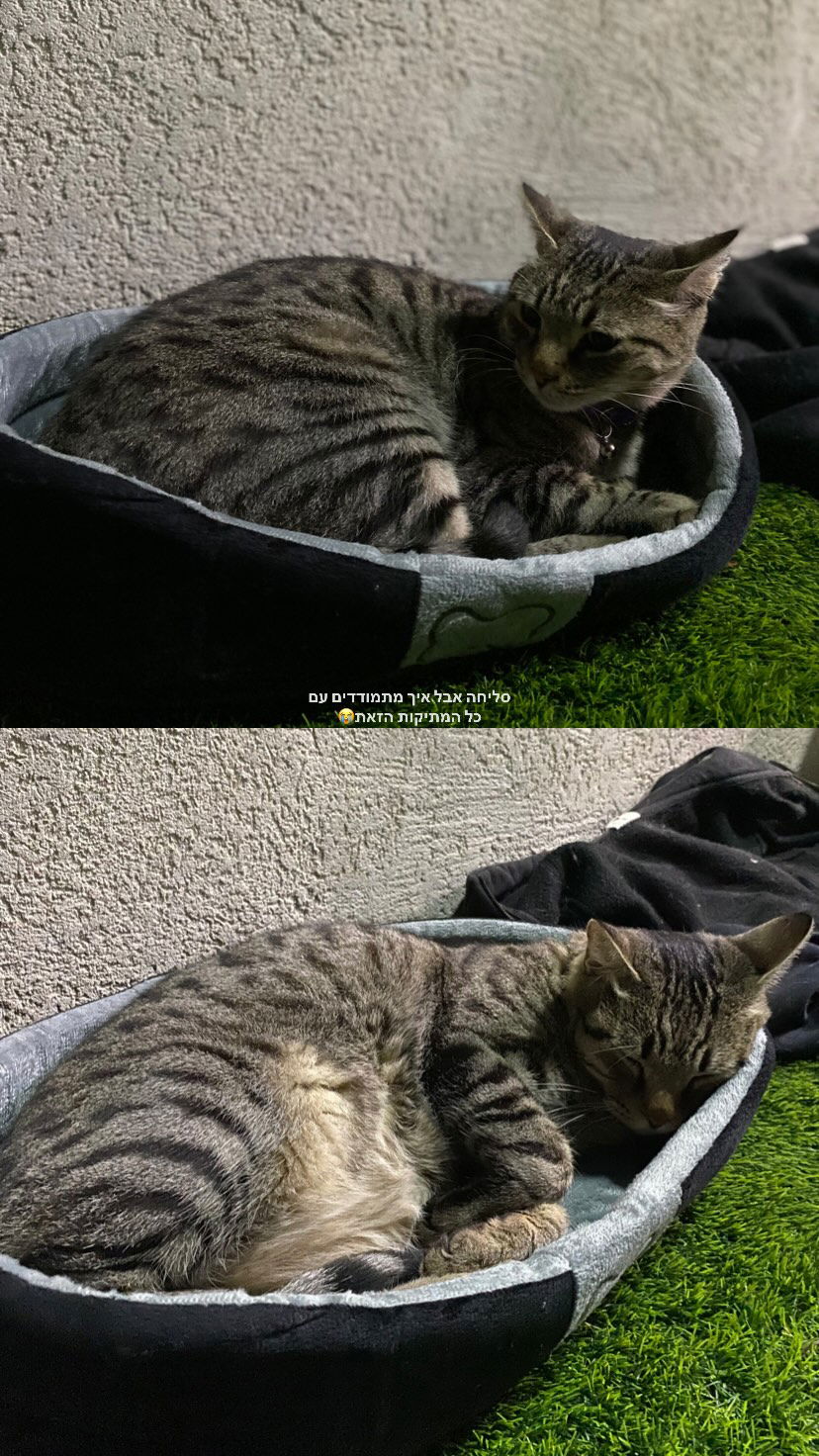 shanidahan7 instagram image archive image