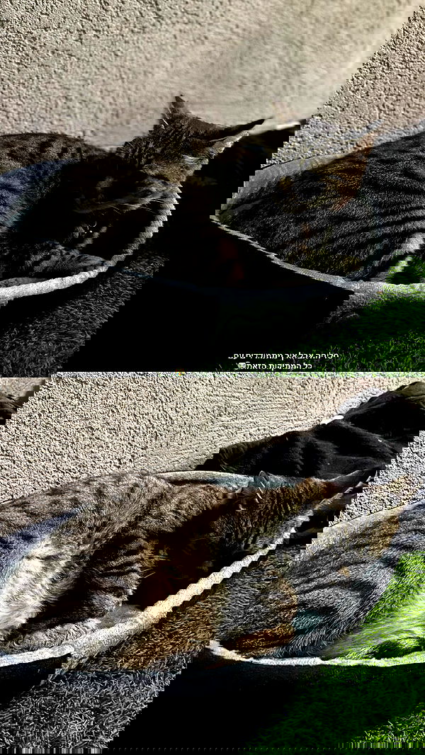 shanidahan7 image ~ Altpins