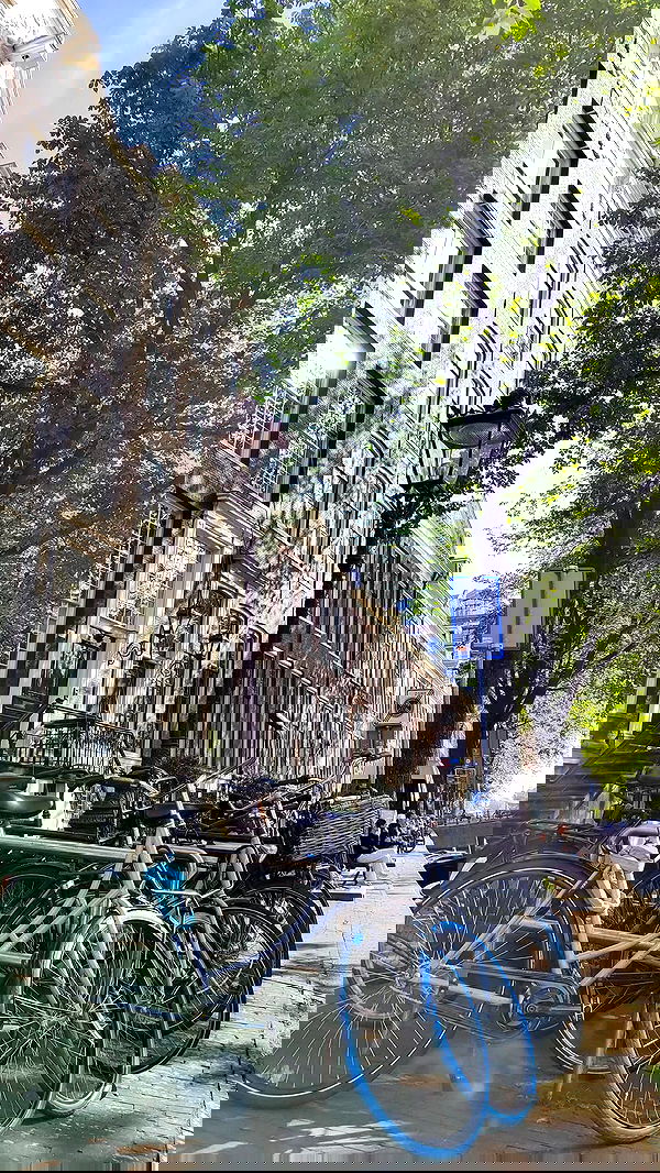 shanikaneko image ~ Altpins