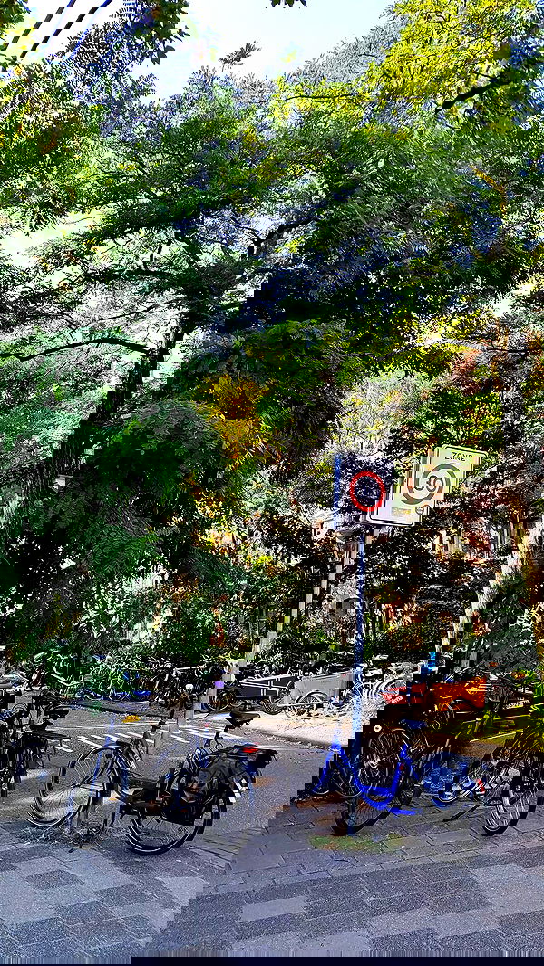 shanikaneko image ~ Altpins