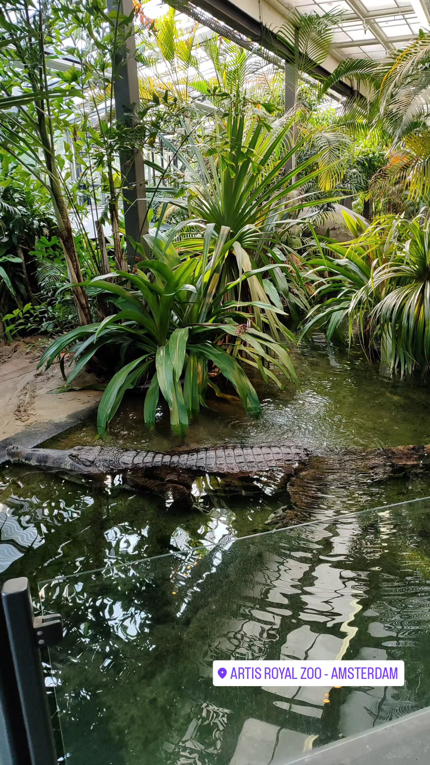 shanikaneko instagram image archive image