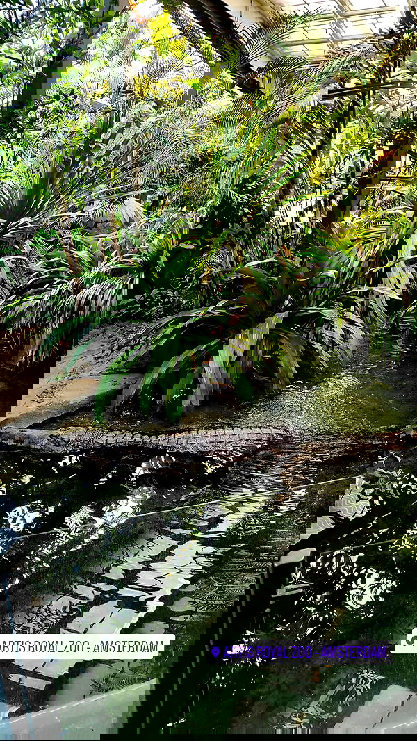 shanikaneko image ~ Altpins