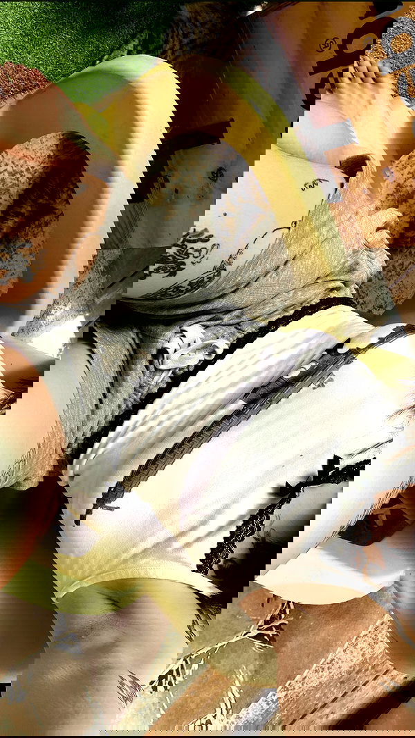 shanikaneko image ~ Altpins