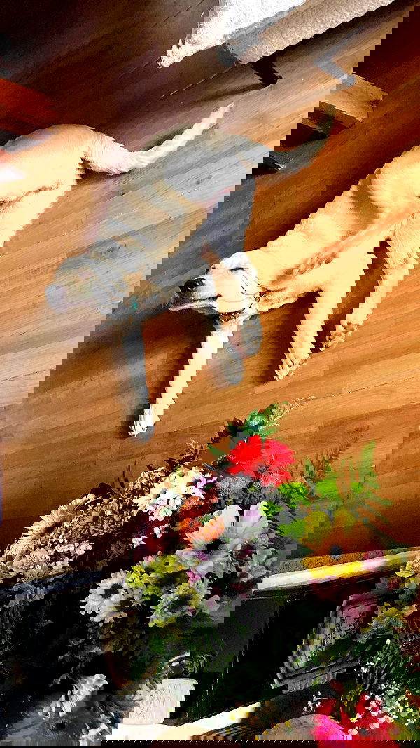 shanikaneko image ~ Altpins