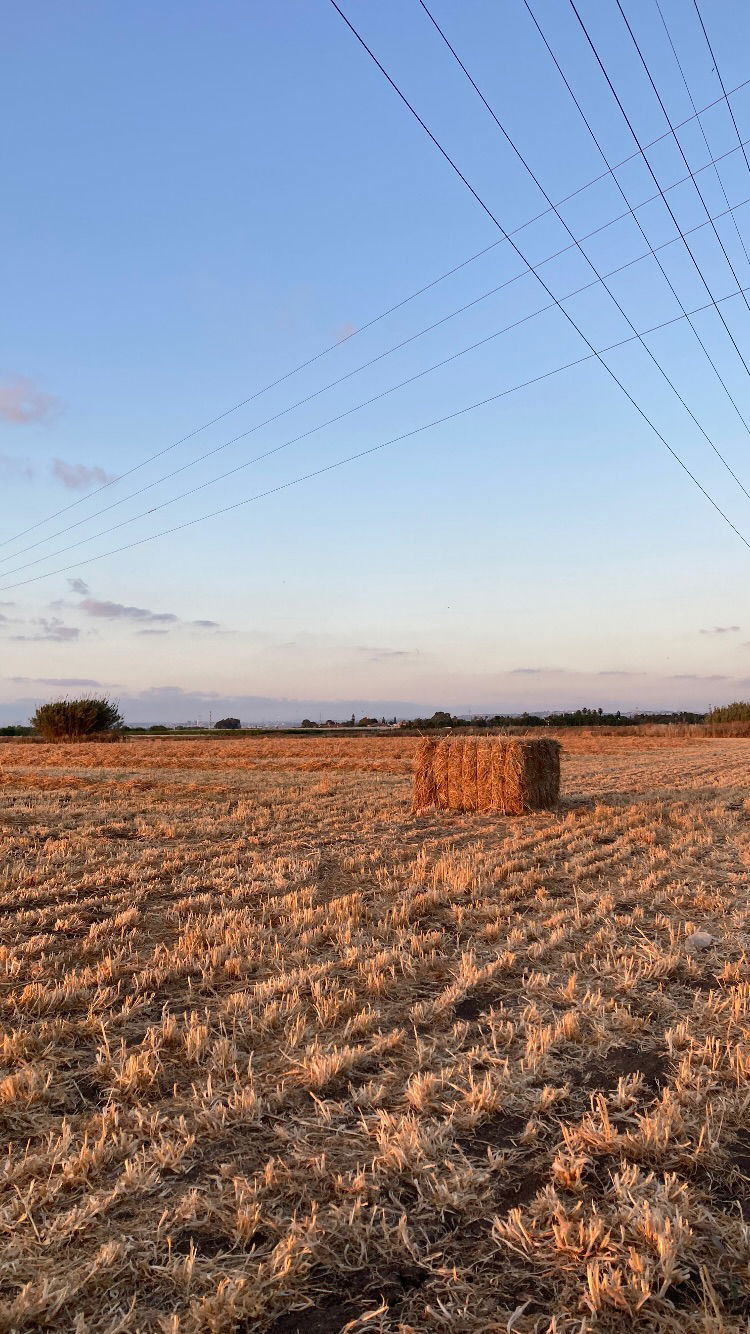 shanikaneko instagram image archive image