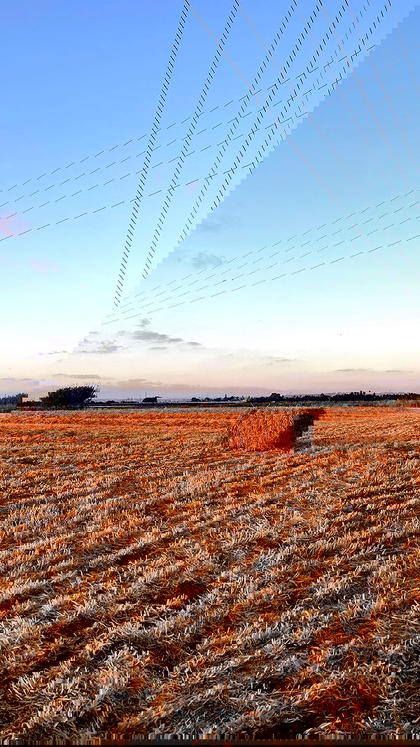 shanikaneko image ~ Altpins