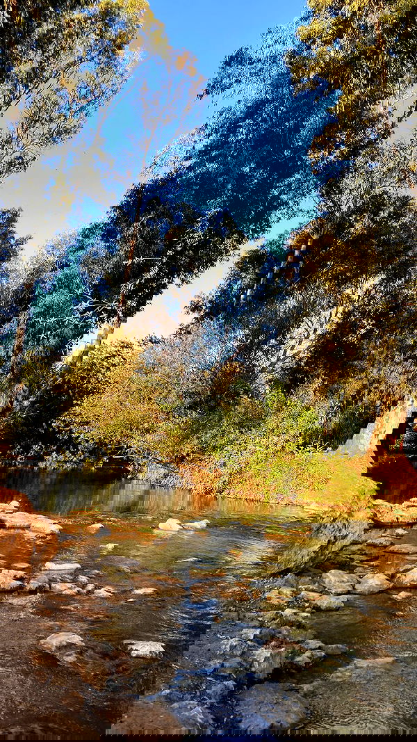 shanikaneko image ~ Altpins