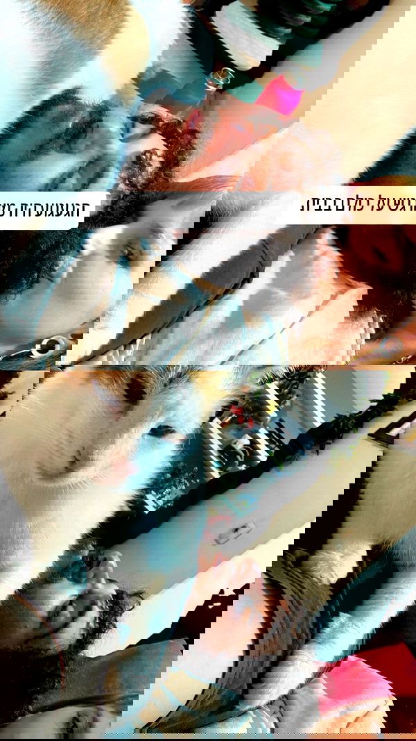 shanikaneko image ~ Altpins