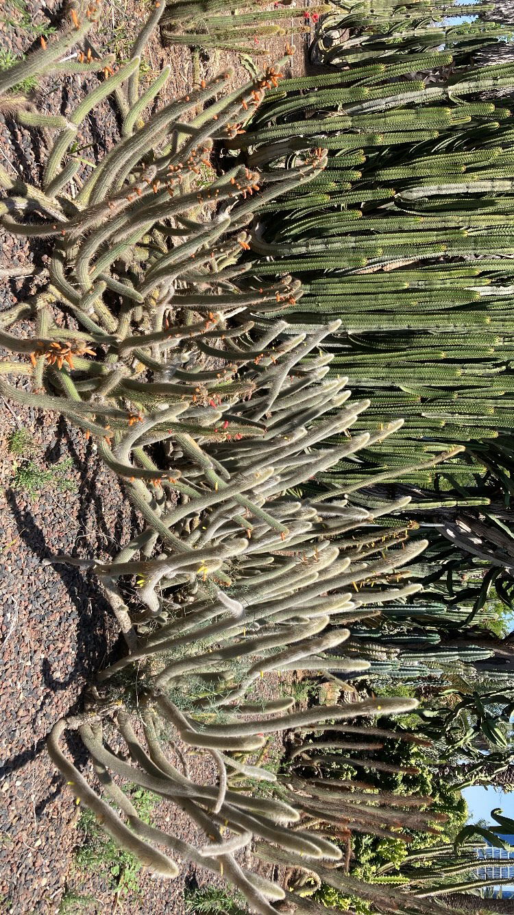 shanikaneko instagram image archive image