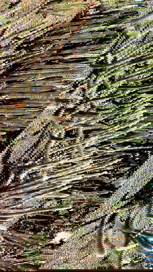 shanikaneko image ~ Altpins