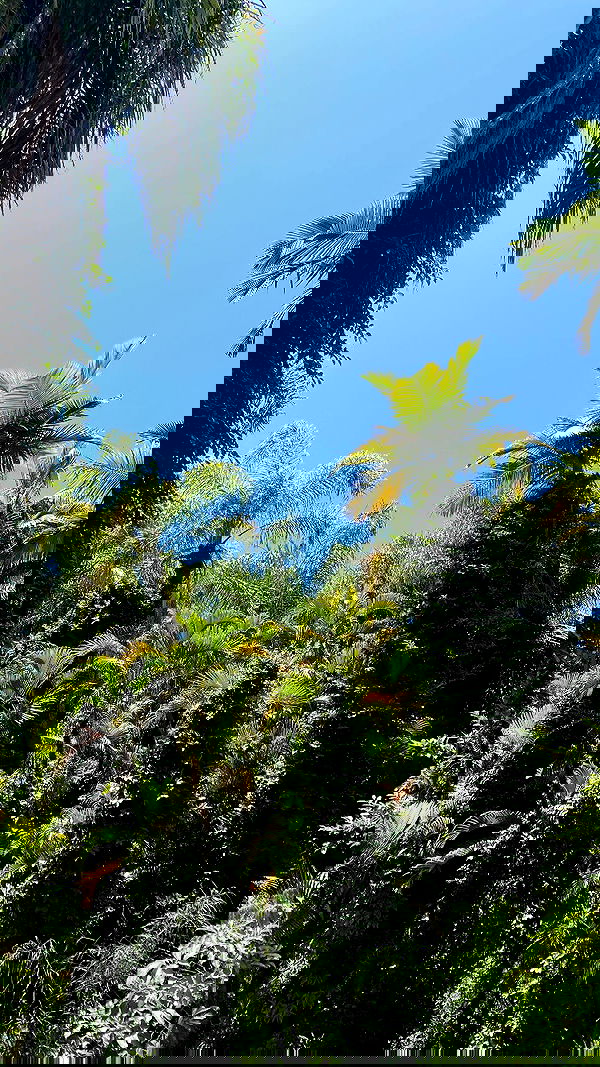 shanikaneko image ~ Altpins