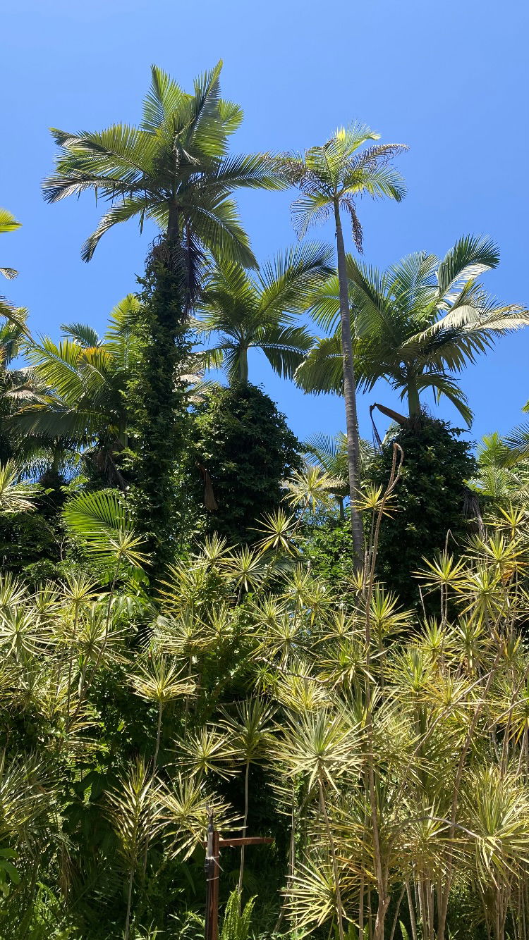 shanikaneko instagram image archive image