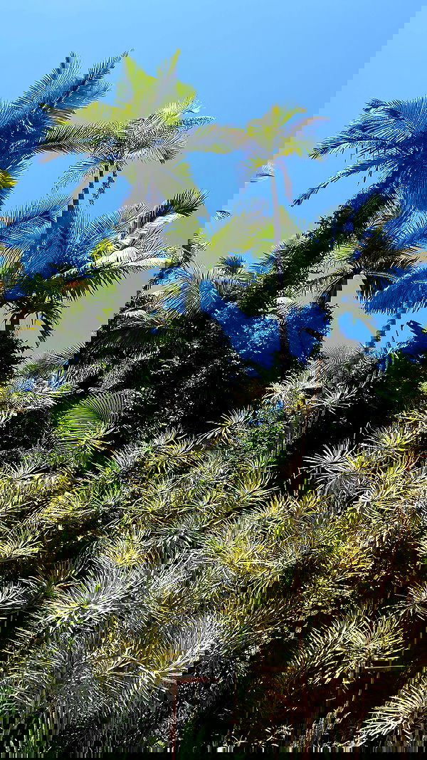 shanikaneko image ~ Altpins