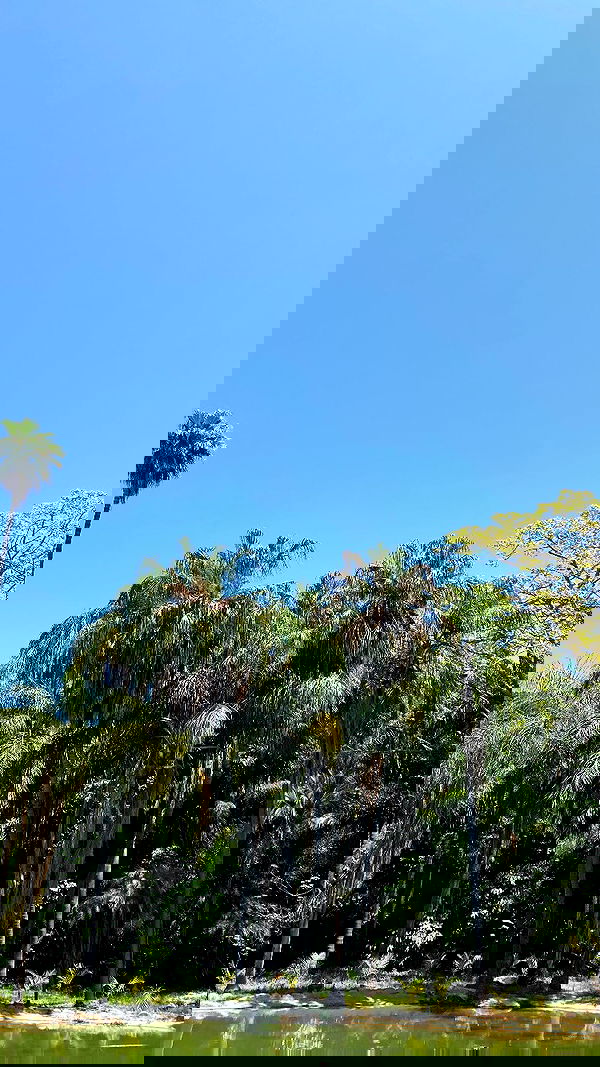 shanikaneko image ~ Altpins