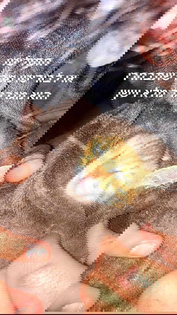 shanikaneko image ~ Altpins