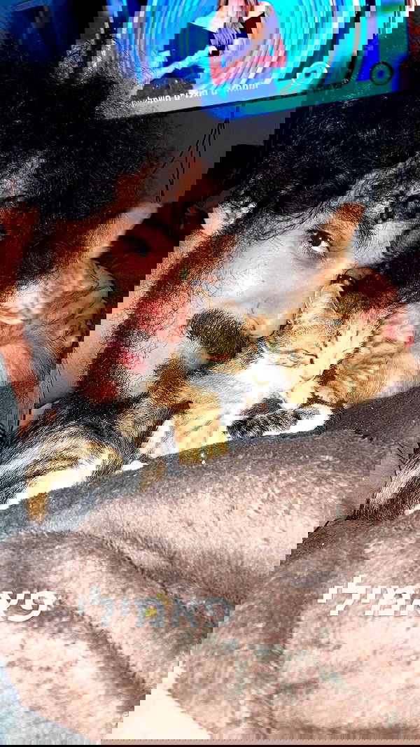 shanikaneko image ~ Altpins