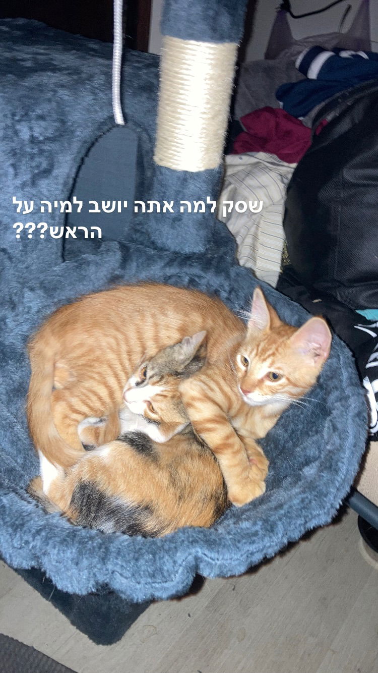 shanikaneko instagram image archive image