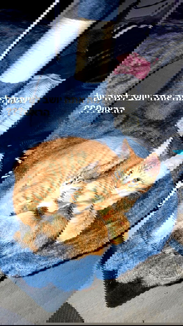 shanikaneko image ~ Altpins