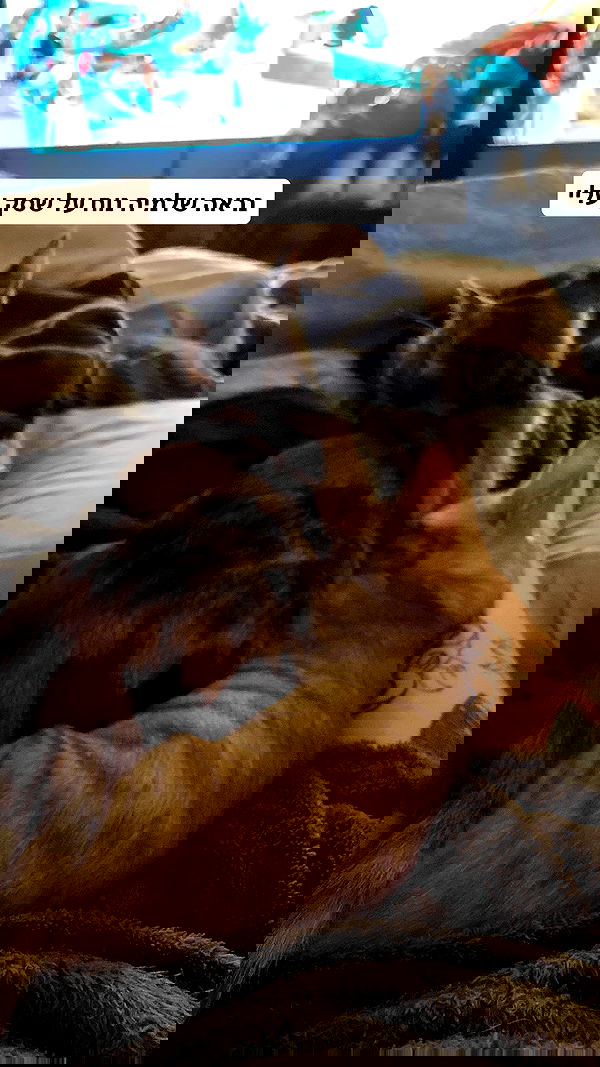 shanikaneko image ~ Altpins