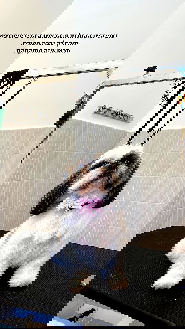 shanikaneko image ~ Altpins